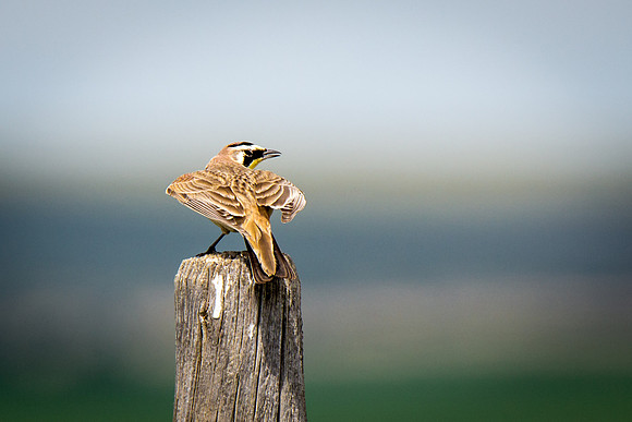 Horned Lark