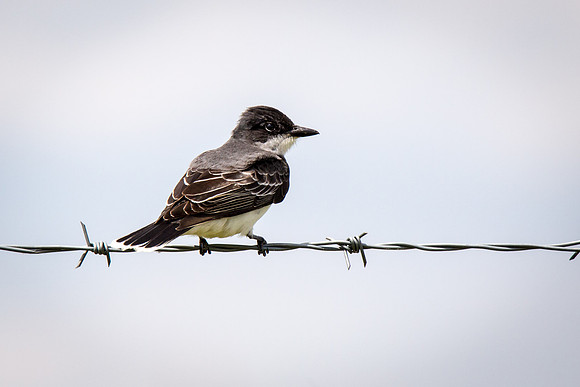 Eastern Kingbird