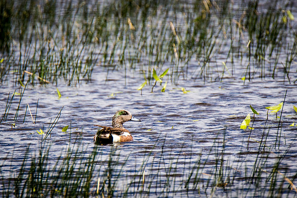 American Wigeon (breeding male)
