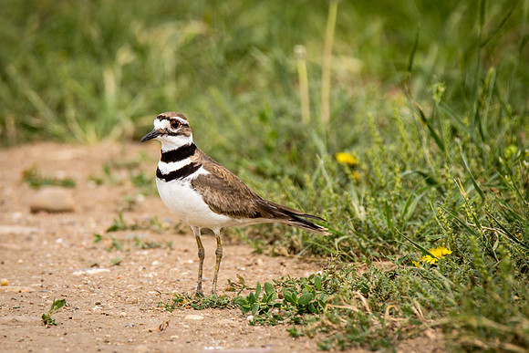 Killdeer