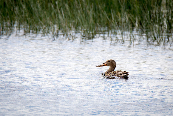 Northern Shoveler (female)