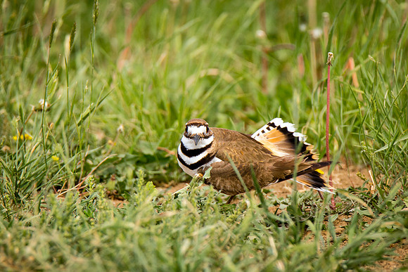 Killdeer