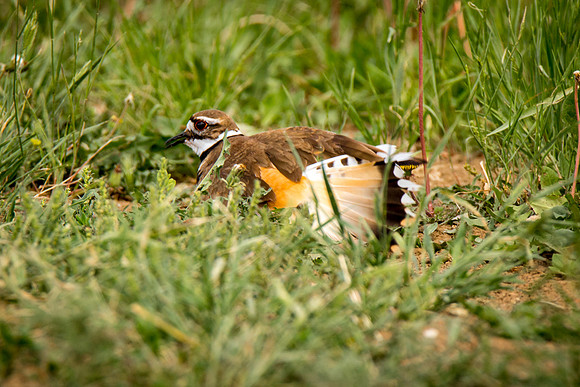 Killdeer