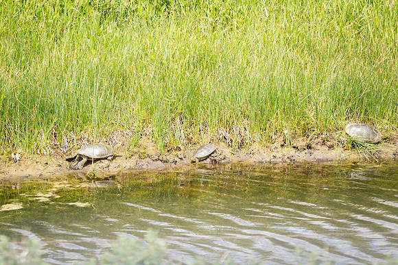 Painted Turtles