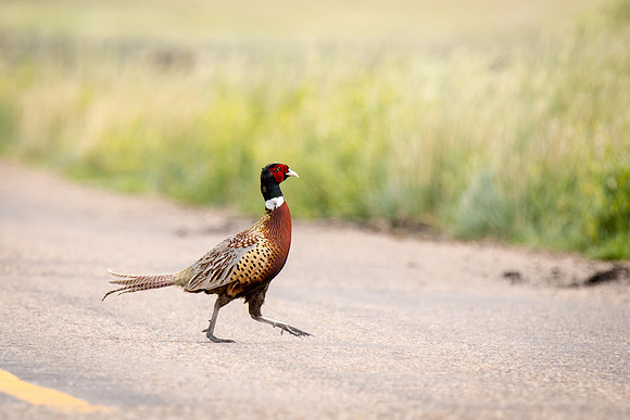 Ring-necked Pheasant