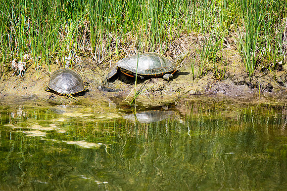 Painted Turtle