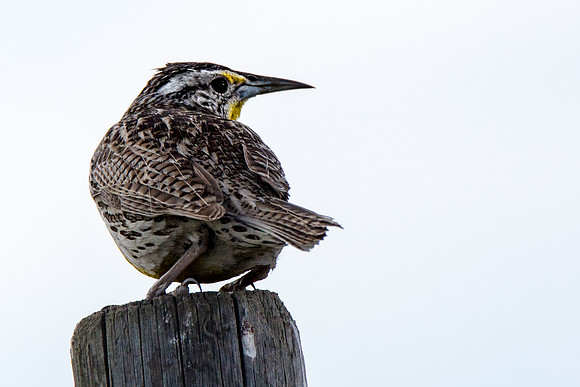 Western Meadowlark