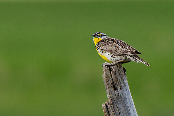 Western Meadowlark