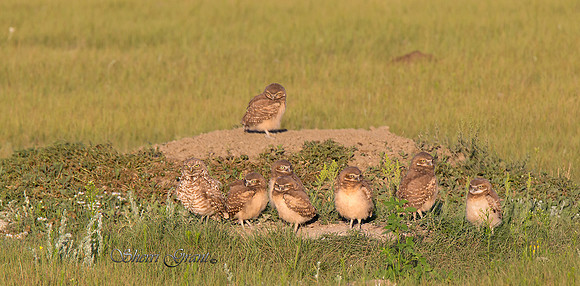Burrowing Owl family