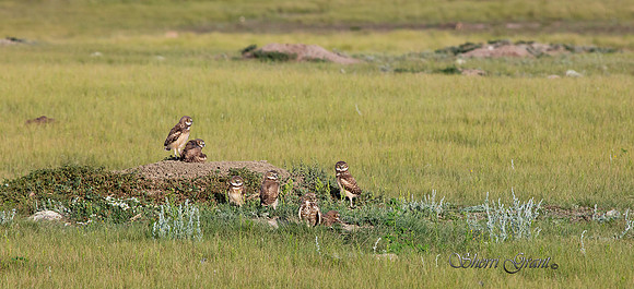 Burrowing Owls