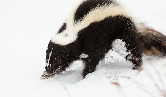 Striped Skunk