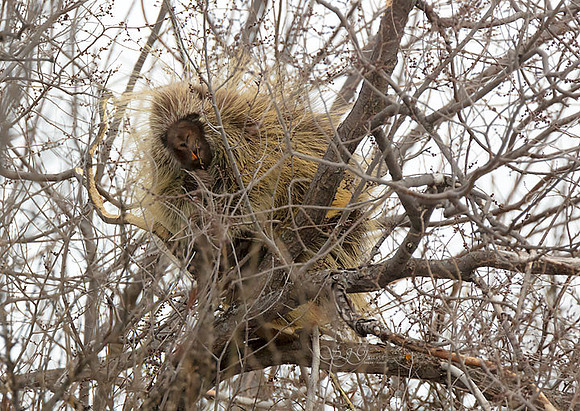 North American porcupine