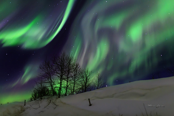Northern lights over the snow